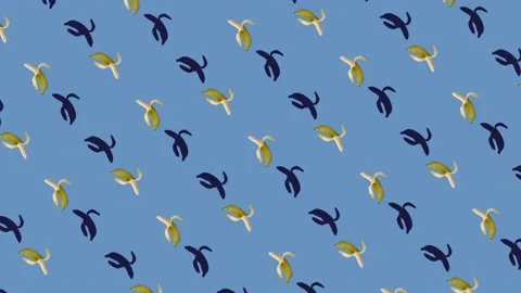 Colorful fruit pattern of fresh yellow and black bananas on blue background Stock Footage 167484694