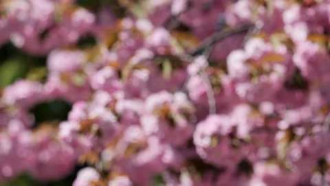 Colorful fruit trees blooming in spring Video stock 153861250