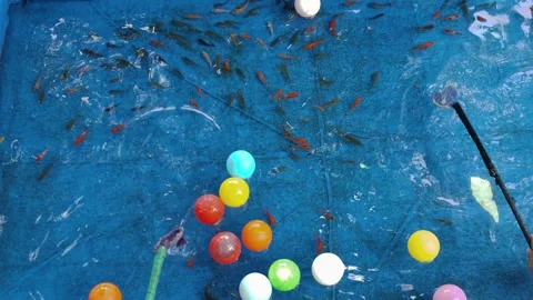 Colorful Fun at the Fish Pond Stock Footage 290103847
