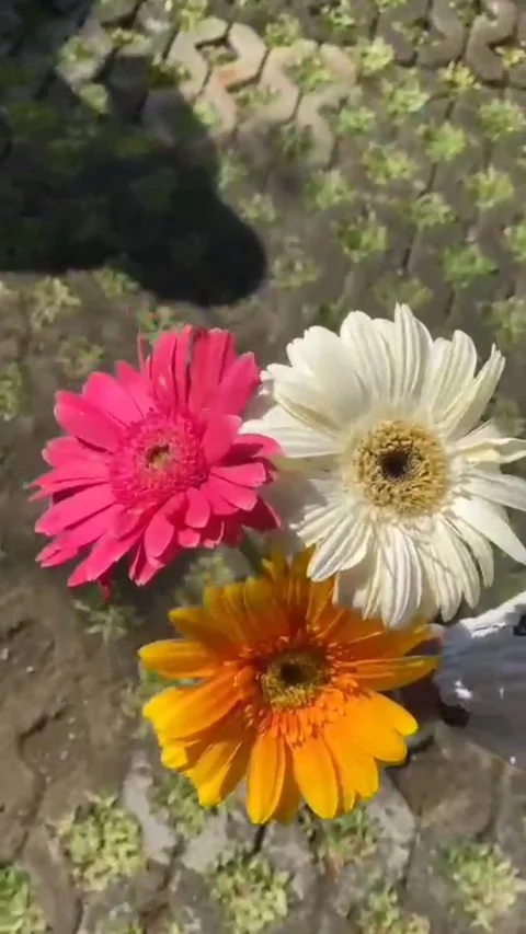 Colorful garbera daises Stock Footage 312891268