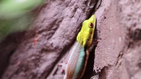 Colorful gecko climbing textured surface of tree bark Stock Footage 331594171