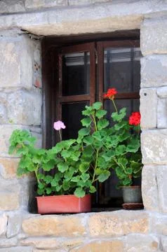 Colorful Geraniums Stock Photos