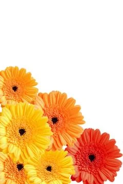 Colorful gerber flowers background isolated Stock Photos