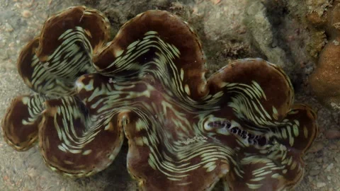 Colorful Giant Clam Displaying Patterned Mantle on Coral Reef Video stock 339383509