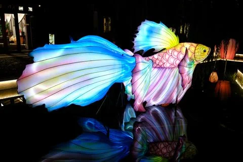Colorful glowing fish lantern reflected on water Stock Photos
