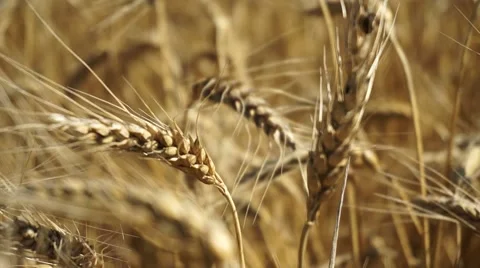 Colorful Golden Wheat 스톡 동영상 59103199