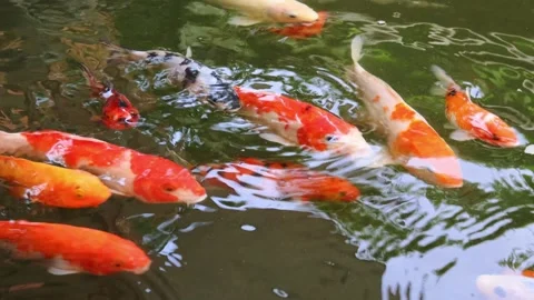 COLORFUL GOLDFISH Stock Footage 213604051