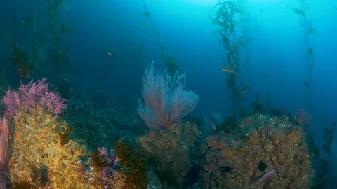 Colorful Gorgonian Vidéo 99404487