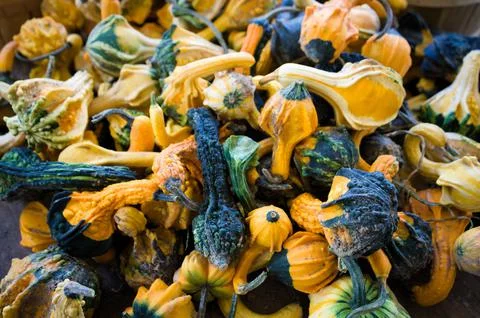 Colorful Gourds Stock Photos