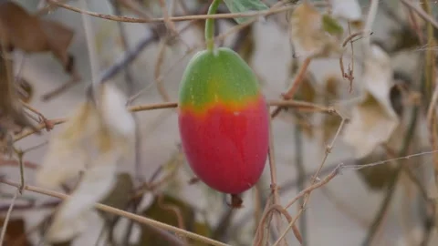 Colorful gradient fruit transitioning from bright red to yellow Stock Footage 328335633