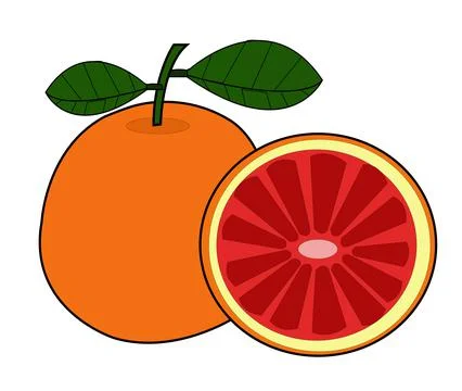 Colorful grapefruit vector design Stock Illustration