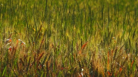 Colorful Grass Background Stock Footage 50633861