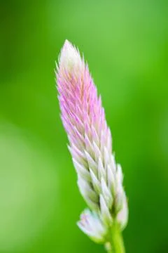 Colorful grass flowers Stock Photos