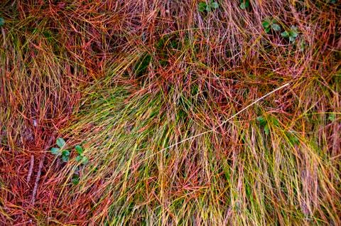Colorful Grass Texture Stock Photos