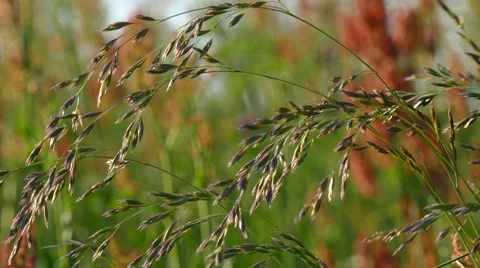 Colorful grasses Stock Footage 52698144