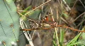 Colorful Grasshopper And Cactus HD Footage