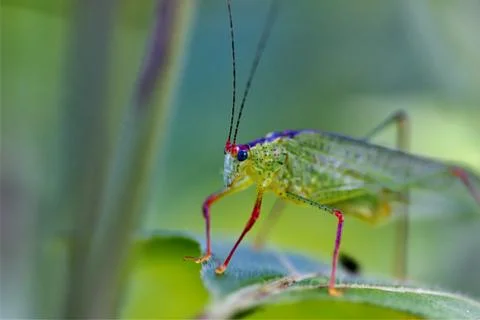 Colorful Grasshopper Stock Photos