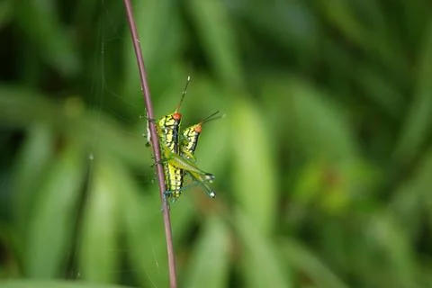 Colorful Grasshopper on Stem Stock Photos