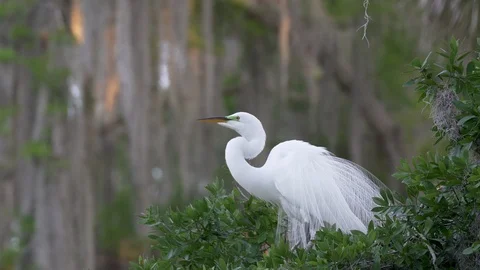 Colorful great egret displays breeding feathers then flies off branch in Florida Stock Footage