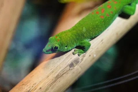 Colorful Green lizard on branch of tree Stock Photos