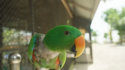 Colorful Green Parrot Close to Camera with Orange Beak and Curious Look in 스톡 동영상 314018214