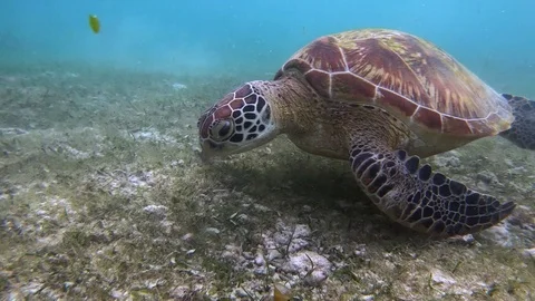 A colorful green sea turtle eats grass from the sea bottom. Stock Footage 121199969