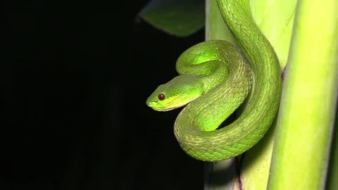 Colorful green snake Stock Footage 81532769