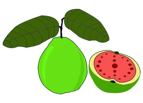 Colorful guava vector Stock Illustration