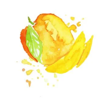 Colorful hand drawn illustration of mango. Watercolor painting. Exotic fruit Stock Illustration