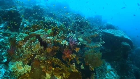 Colorful hard corals surrounded by small fish Stock Footage 130235822