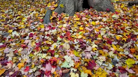 Colorful harmony of Maple leaves fallen on the ground during autumn. Vídeos de archivo 317804461