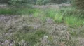 Colorful Heathland flowers and Pine trees HD Footage