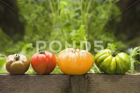 Colorful Heirloom Tomatoes On Banister Outdoors