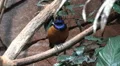 Colorful Hildebrandt Starling bird closeup on tree branch HD Footage