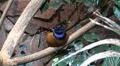 Colorful Hildebrandt Starling bird closeup on tree branch HD Footage