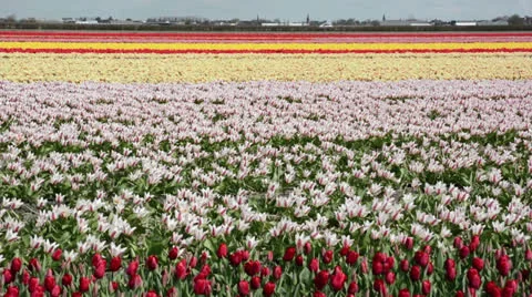 Colorful horizontal stripes of the flower fields, the Netherlands Stock Footage 23150451