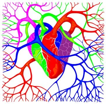 Colorful human heart Stock Illustration