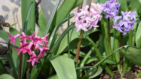 Colorful Hyacinth Stock Footage 73638671