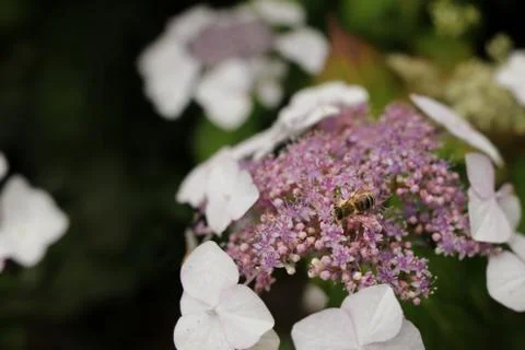 Colorful Hydrangea with bee collecting nectar in front of blurred background  Stock Photos