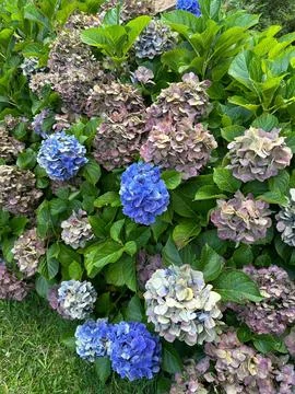 Colorful hydrangea bush in bloom Stock Photos