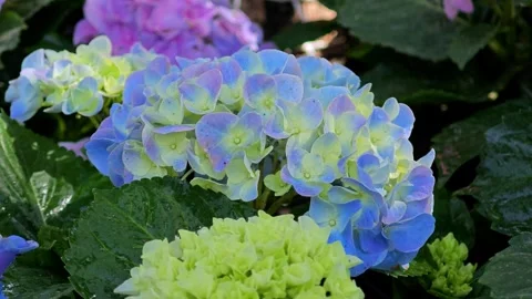 Colorful hydrangea flower, Hydrangea macrophylla. Video stock 305218861