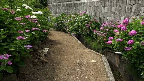 Colorful hydrangea flowers in bloom, 4K Stock Footage 107821253