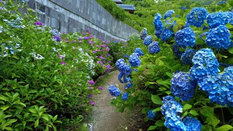 Colorful hydrangea flowers in full bloom in rainy season in Japan. 4K Stock Footage 242573547