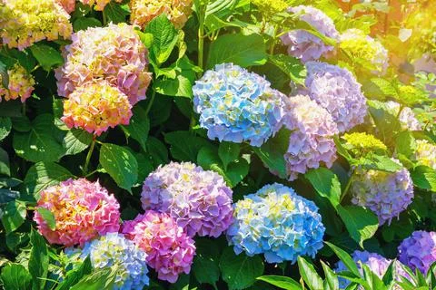 Colorful  Hydrangea flowers - Hydrangea macrophylla - in garden on sunny day Stock Photos