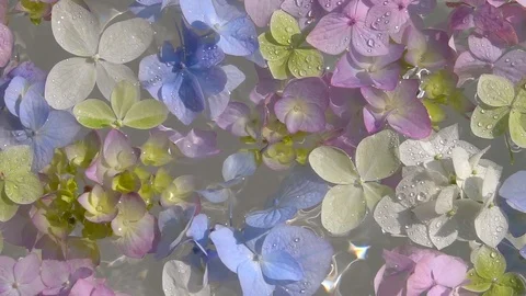 Colorful Hydrangea flowers on water surface spraying by water. Vídeo Stock 99453503