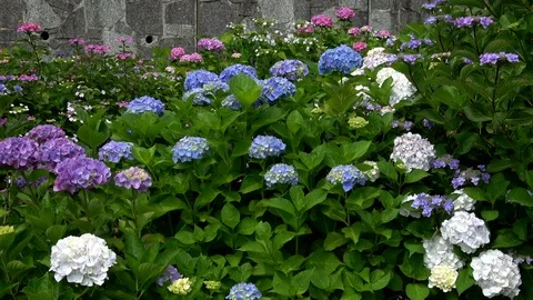Colorful hydrangea flowers waving in the wind, 4K Stock Footage 99759906