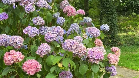 Colorful hydrangea macrophylla bush blossoming in a garden Vídeo Stock 345023045