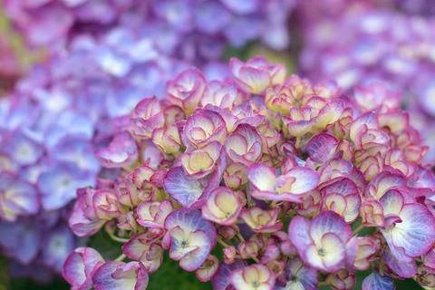 Colorful Hydrangea macrophylla florets in macro with pink and purple tones Stock Photos