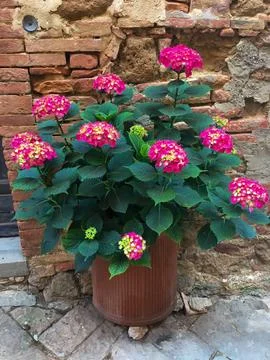 Colorful Hydrangea Plant in a Pot Stock Photos