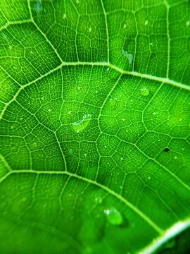 Colorful image of water drop on leaf. Macro photograph. Close up to object. Stock Photos